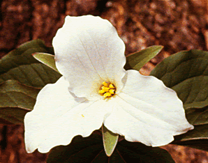 Trillium s0142